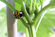 marienkaefer.webp