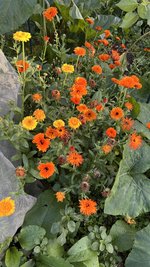 IMG_0617.jpeg