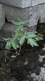 IMG_0606.jpeg