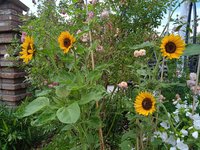IMG_20240712_111611.jpg