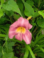 IMG_20240712_111740_1.jpg