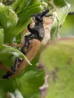Fleckenhörnige Halsbock.webp