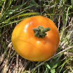 IMG_0630.jpeg