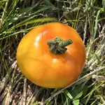 IMG_0630.jpeg