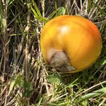 IMG_0631.jpeg