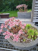 IMG_20240713_131457.jpg