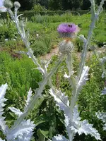 IMG_20240713_150439.jpg