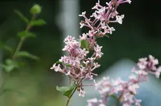 DSC00988.webp