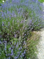 IMG_20240713_150652.jpg