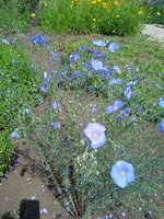 IMG_20240713_151047_1.jpg