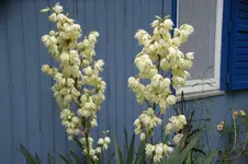DSC00990.webp