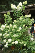 DSC00993.JPG