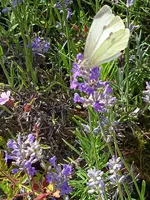 IMG_20240713_150631_1.jpg