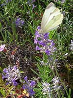 IMG_20240713_150631_1.jpg