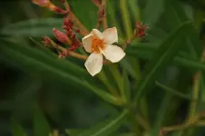 DSC00984.webp