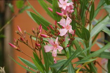 DSC00986.JPG