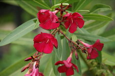 DSC00987.JPG