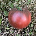 IMG_0648.jpeg
