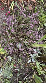 IMG_0658.jpeg