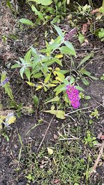IMG_0656.jpeg