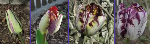 TuInsu1.webp