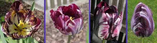 TuInsu2.webp