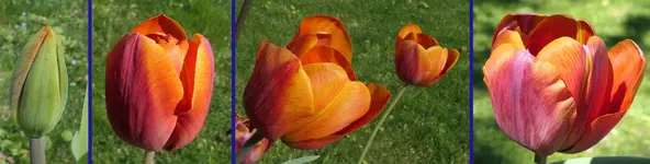 TuOrB.webp