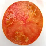 Sweet Caramel Sofia F5 - aufgeschnitten quer.webp
