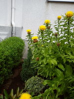DSC08020.jpg