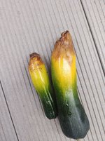 Zuchini 2.jpg