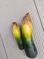 Zuchini 2.webp