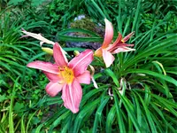 IMG_20200707_153942_1.webp