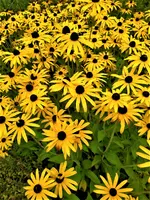 IMG_20200910_114340.webp