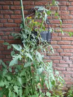 P1050416Streifenzipfel.webp