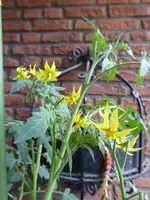 P1050417Streifenzipfel.webp