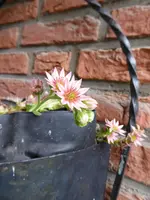 P1050419Hauswurz.webp