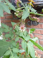 P1050420Hauswurz.webp