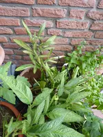 P1050421Pepino.webp