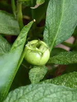 P1050422Pepino.webp