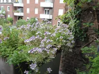 P1050432Elfenspiegel.webp