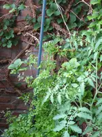P1050434 Kerbel + Grüner Zipfel.webp