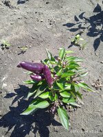 IMG_20240714_152657.jpg