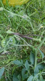 IMG-20240715-WA0026.webp