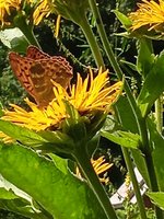 IMG_20240714_134125_1.jpg