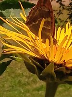 IMG_20240714_134301_1.jpg