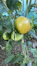 IMG_0699.jpeg
