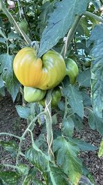 IMG_0700.jpeg