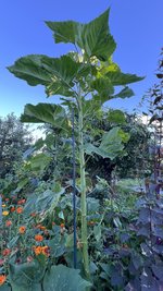 IMG_0696.jpeg