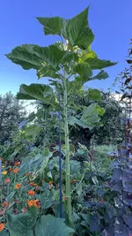 IMG_0696.jpeg
