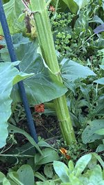 IMG_0697.jpeg
